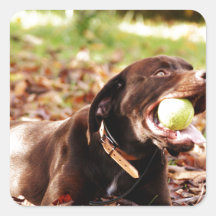Chocolate Labrador Playing With Ball