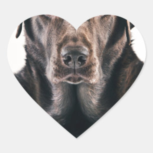 Chocolate Labrador Portrait Heart Sticker
