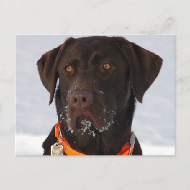 Chocolate Labrador Postcard (Front)