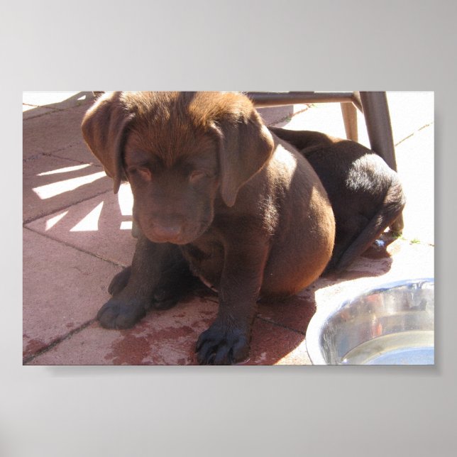 Chocolate Labrador Puppies Poster (Front)