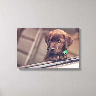 Chocolate Labrador Puppy In Car Canvas Print