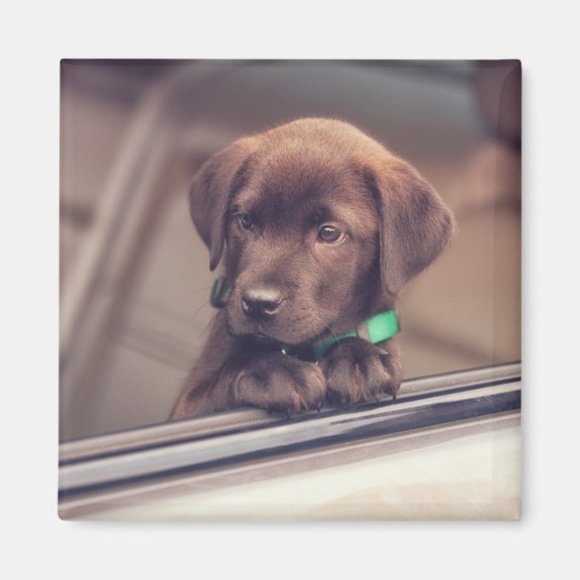 Chocolate Labrador Puppy In Car Magnet (Front)