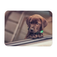 Chocolate Labrador Puppy In Car