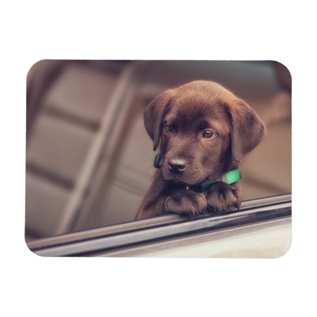 Chocolate Labrador Puppy In Car Magnet (Horizontal)