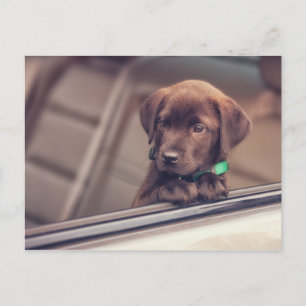Chocolate Labrador Puppy In Car Postcard