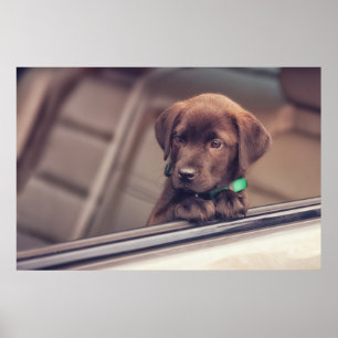 Chocolate Labrador Puppy In Car Poster