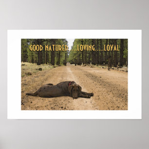 Chocolate Labrador Puppy On Forest Trail Custom Poster
