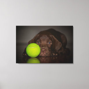 Chocolate Labrador Puppy With Tennis Ball Canvas Print
