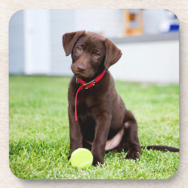 Chocolate Labrador Puppy With Tennis Ball Coaster (Front)