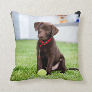 Chocolate Labrador Puppy With Tennis Ball Cushion