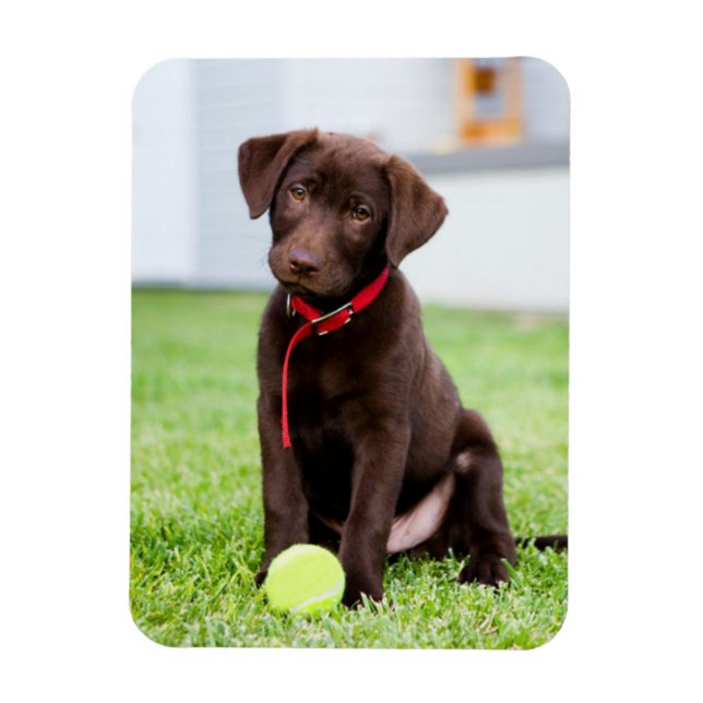 Chocolate Labrador Puppy With Tennis Ball Magnet (Vertical)
