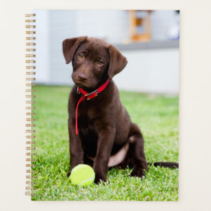 Chocolate Labrador Puppy With Tennis Ball Planner