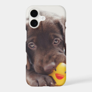Chocolate Labrador Puppy With Toy Duck