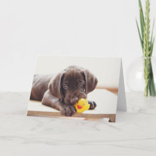 Chocolate Labrador Puppy With Toy Duck Card