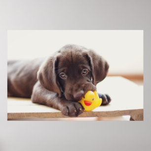 Chocolate Labrador Puppy With Toy Duck Poster