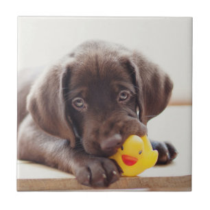 Chocolate Labrador Puppy With Toy Duck Tile