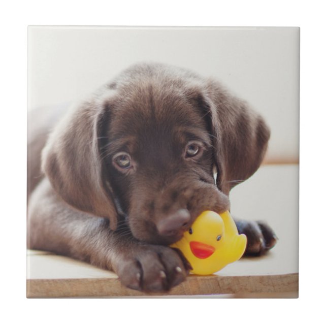 Chocolate Labrador Puppy With Toy Duck Tile (Front)