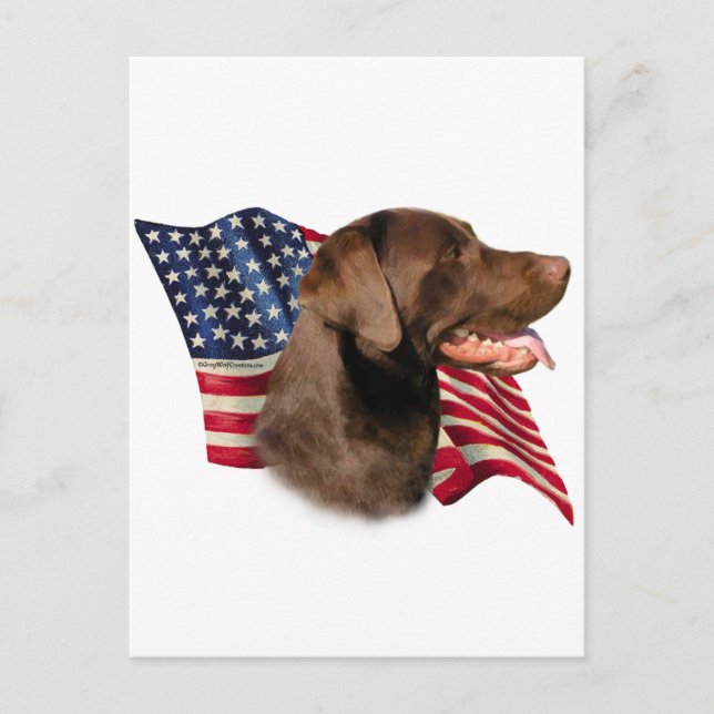 Chocolate Labrador Retriever American Flag Postcard (Front)