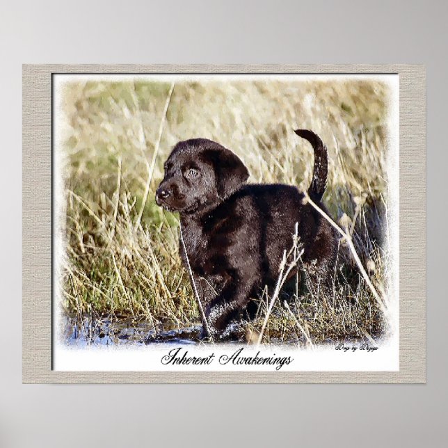 Chocolate Labrador Retriever Art Print (Front)