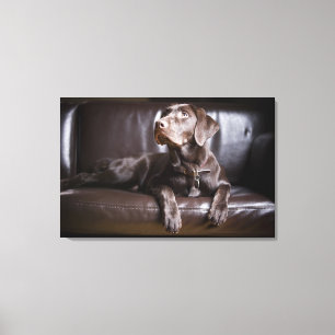 Chocolate Labrador Retriever Canvas Print