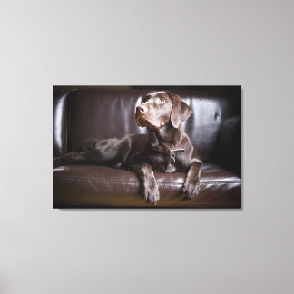Chocolate Labrador Retriever Canvas Print