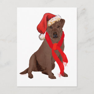 Chocolate Labrador Retriever Christmas Holiday Postcard