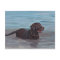 Chocolate Labrador Retriever in Water Note Card