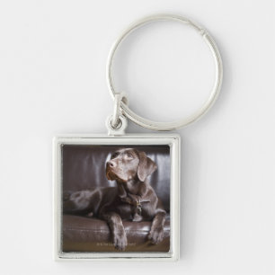 Chocolate Labrador Retriever Key Ring