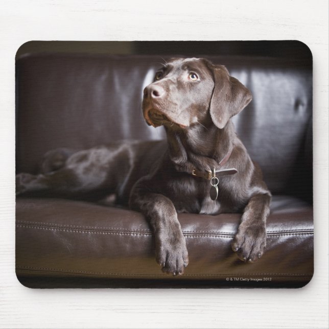 Chocolate Labrador Retriever Mouse Pad (Front)