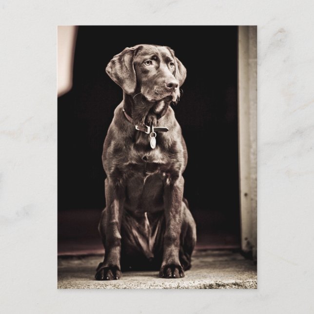 Chocolate Labrador Retriever Postcard (Front)
