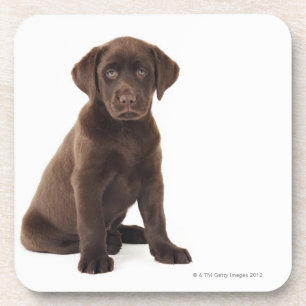 Chocolate Labrador Retriever Puppy Coaster