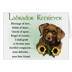 Chocolate Labrador Retriever Puppy Gifts