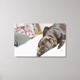 Chocolate labrador sleeping on bed canvas print