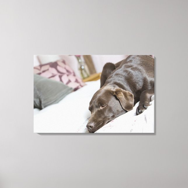 Chocolate labrador sleeping on bed canvas print (Front)