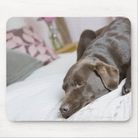 Chocolate labrador sleeping on bed