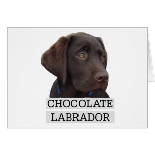 Chocolate Labrador Unique design!