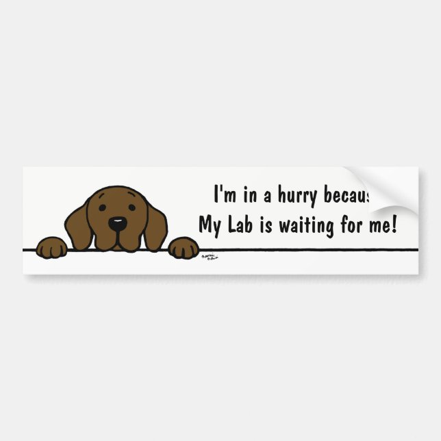 Chocolate Labrador watching you Bumper Sticker (Front)
