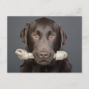 Chocolate Labrador with Bone Postcard