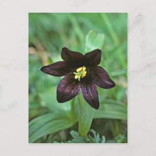 Chocolate Lily Postcard