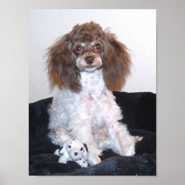 Chocolate Parti Poodle with toy Poster (Front)