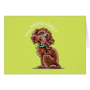 Chocolate Poodle Mix Me Manipulate