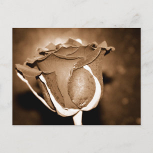 Chocolate Rose Postcard