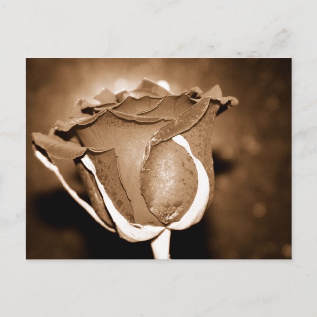 Chocolate Rose Postcard (Front)