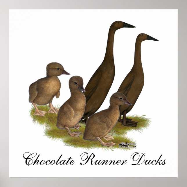 Chocolate Runner Duck Family Poster (Front)