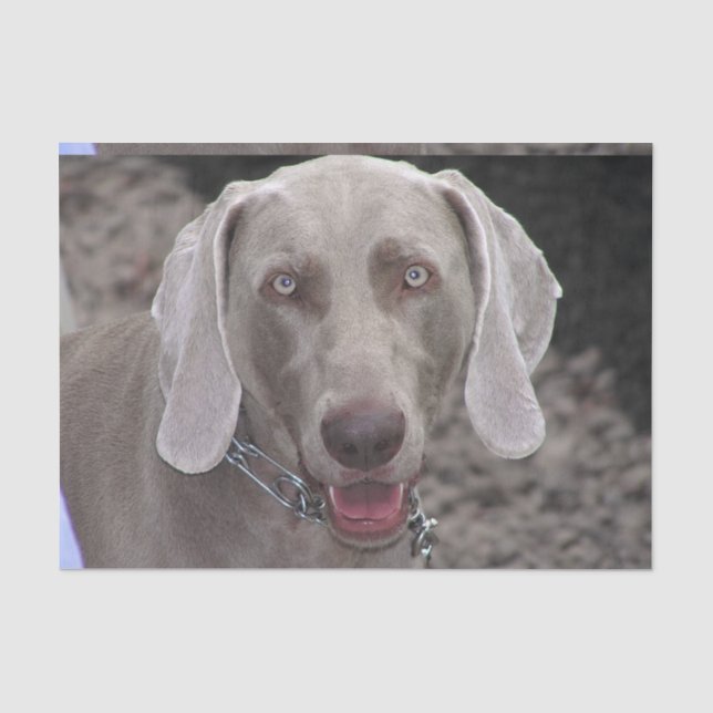 Chocolate Weimaraner Tissue Paper (Front)