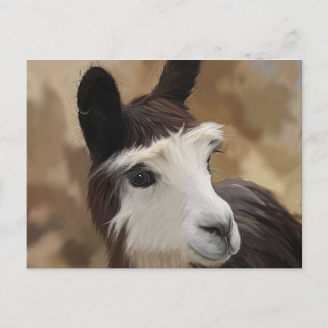 Chocolate & white Alpaca Postcard (Front)