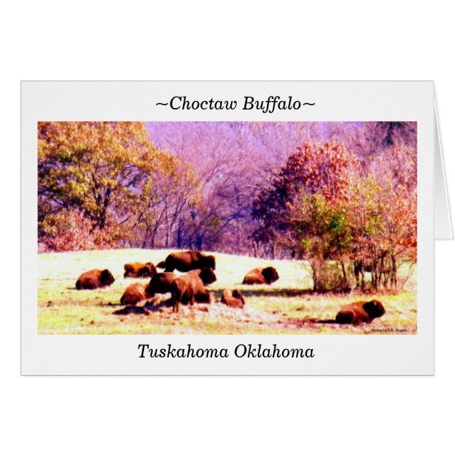 ~Choctaw Buffalo~ (Front Horizontal)