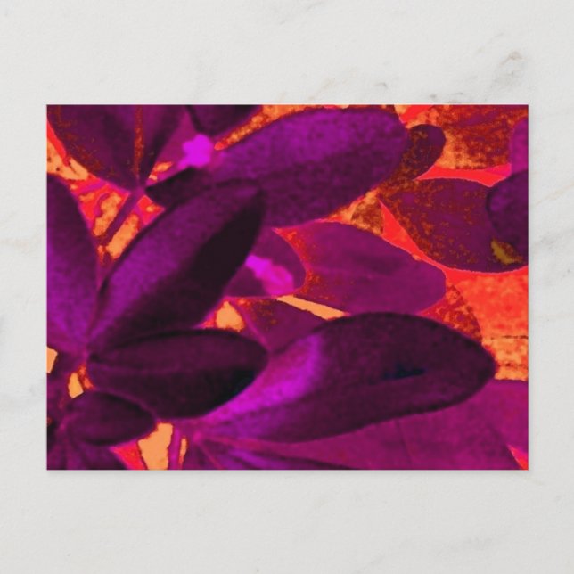 Choisya Autumn 3 postcard (Front)