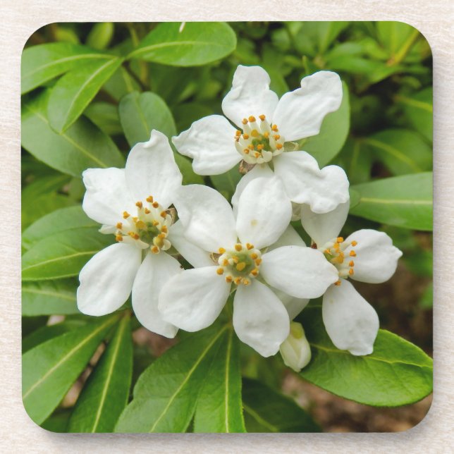 Choisya Ternata Coaster (Front)