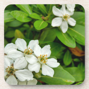 Choisya Ternata Coaster